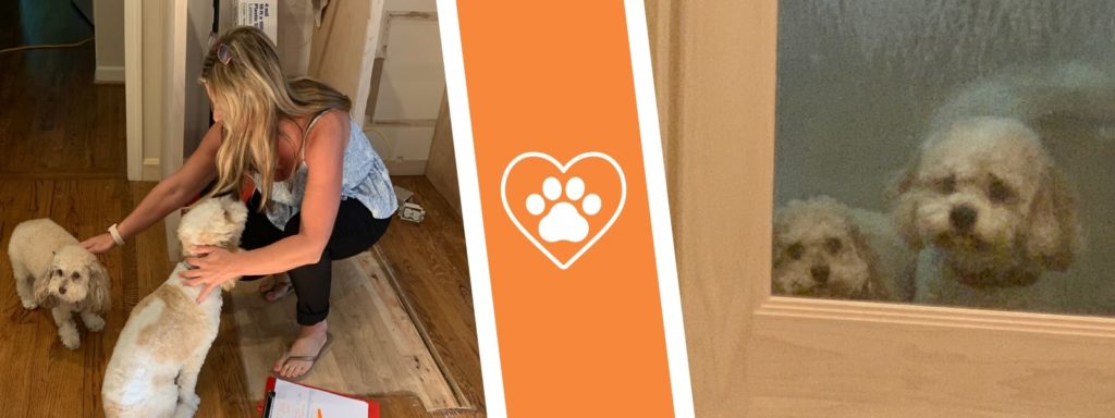 Susan’s 6 Tips for a Stress-Free Renovation … for Your Pets! 